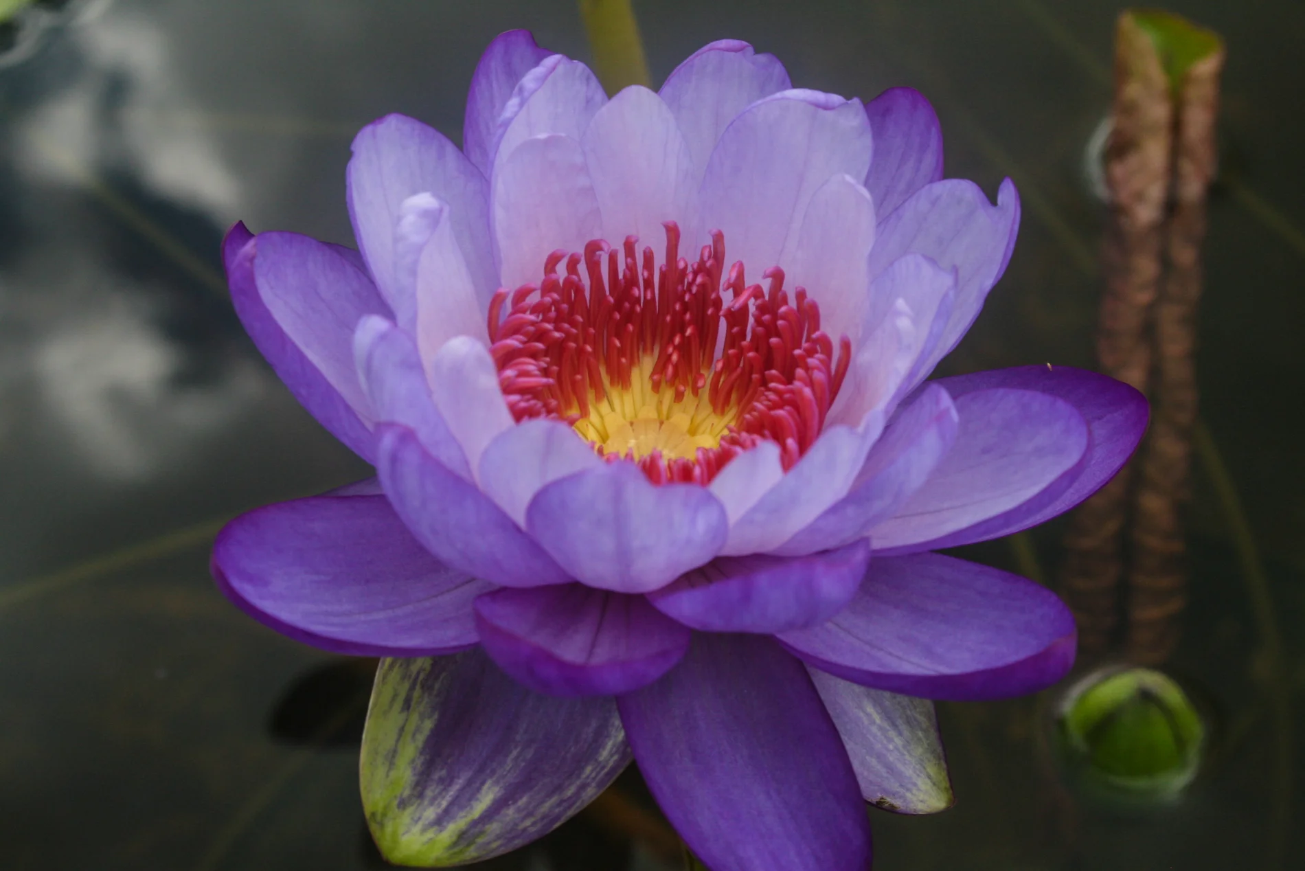 Nymphaea 'Betty Lou' — Florida Aquatic Nurseries